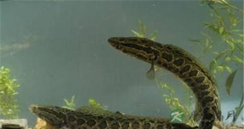 乌鳢的营养价值_吃乌鳢的好处