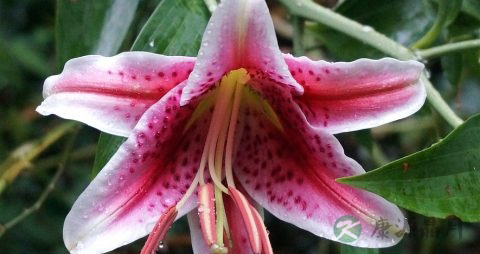 鲜百合能冷冻吗