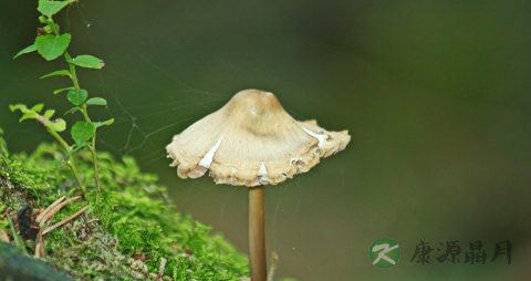 巴西蘑菇的营养价值_吃巴西蘑菇的好处