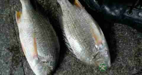 海鲫鱼的营养价值_吃海鲫鱼的好处