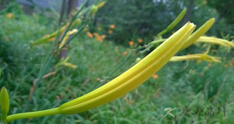 金针菜的营养价值_吃金针菜的好处