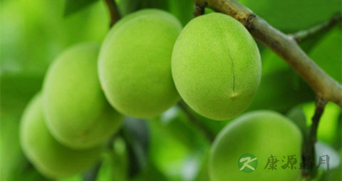 青梅的吃法_哪些人不能吃青梅