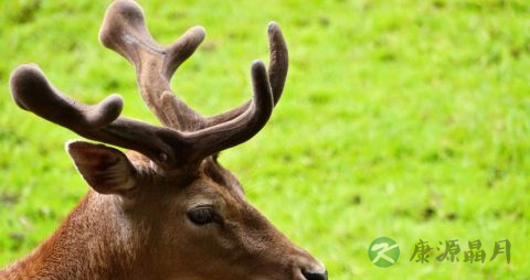 刚割下的新鲜鹿茸怎么保存 刚割下的新鲜鹿茸怎么保存