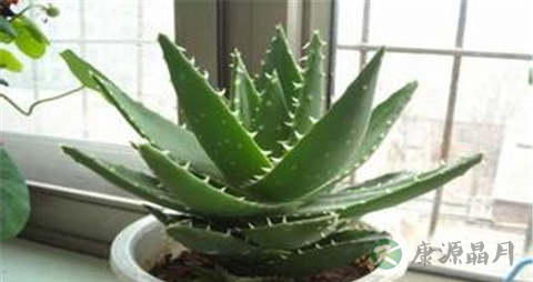 芦荟的营养价值_吃芦荟的好处