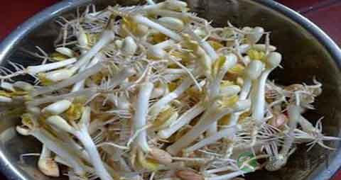 花生芽的营养价值_吃花生芽的好处