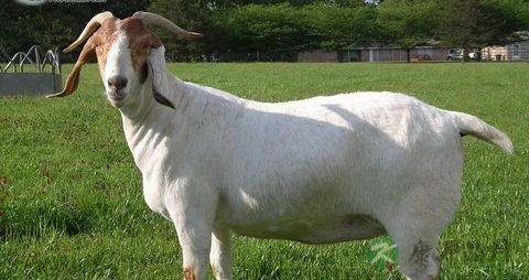 山羊肉与绵羊肉有什么区别