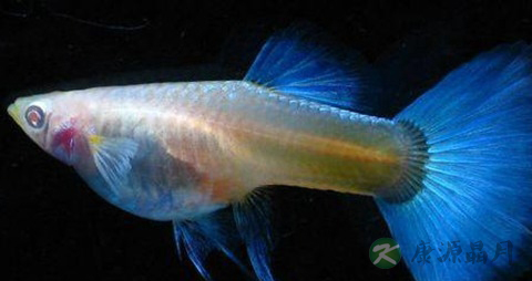 凤尾鱼的营养价值_吃凤尾鱼的好处