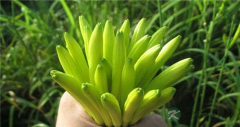 黄花菜要焯水吗