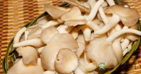 秀珍菇的营养价值_吃秀珍菇的好处