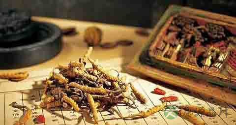 冬虫夏草的营养价值_吃冬虫夏草的好处 冬虫夏草的营养价值_吃冬虫夏草的好处