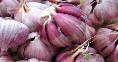 紫皮大蒜的营养价值_吃紫皮大蒜的好处