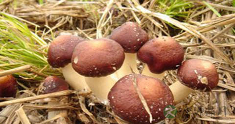 大球盖菇的营养价值_吃大球盖菇的好处