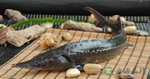 鲟鱼的营养价值_吃鲟鱼的好处