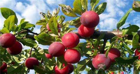 西梅和李子的区别