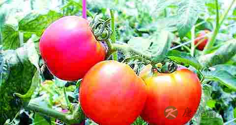 西红柿能减肥吗