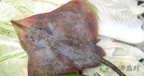 夫鱼的营养价值_吃夫鱼的好处 夫鱼的营养价值_吃夫鱼的好处