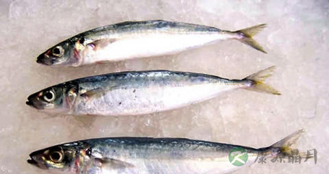 青砖鱼的营养价值_吃青砖鱼的好处 青砖鱼的营养价值_吃青砖鱼的好处