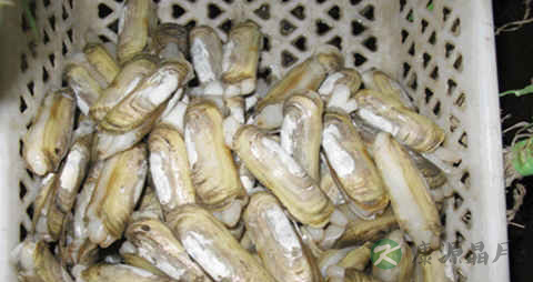 小人鲜的吃法_哪些人不能吃小人鲜 小人鲜的吃法_哪些人不能吃小人鲜