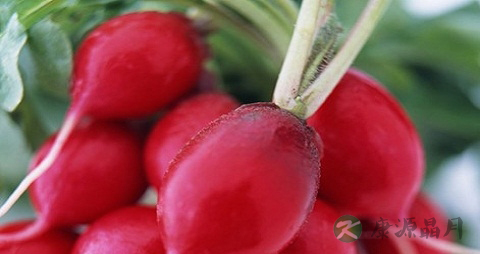 小水萝卜的营养价值_吃小水萝卜的好处 小水萝卜的营养价值_吃小水萝卜的好处