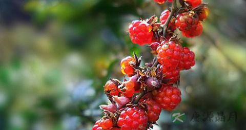 山莓的营养价值_吃山莓的好处