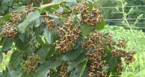 拐枣的吃法_哪些人不能吃拐枣