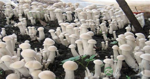 金福菇的吃法_哪些人不能吃金福菇