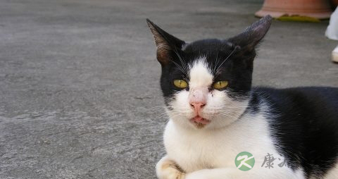 猫肉的营养价值_吃猫肉的好处