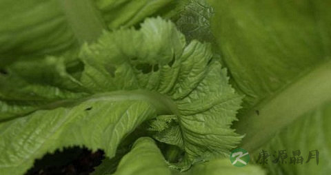 把芥菜的吃法_哪些人不能吃把芥菜