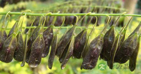 菘蓝芽的吃法_哪些人不能吃菘蓝芽