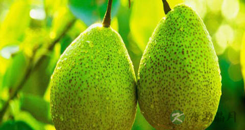 莱阳梨的营养价值_吃莱阳梨的好处