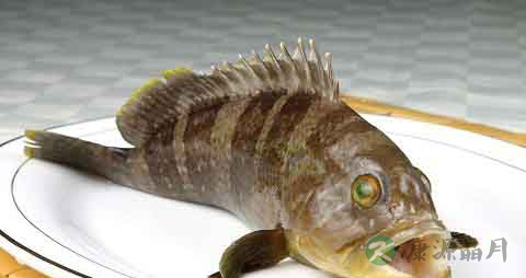 快鱼的营养价值_吃快鱼的好处 快鱼的营养价值_吃快鱼的好处