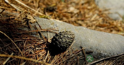 松子吃多了会怎么样 松子吃多了会怎么样