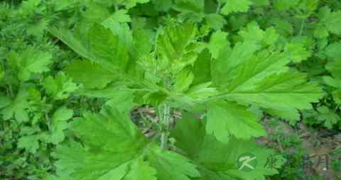 艾草的吃法_哪些人不能吃艾草