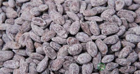 吊瓜子上火吗 吊瓜子上火吗