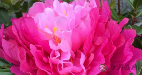 牡丹花的吃法_哪些人不能吃牡丹花