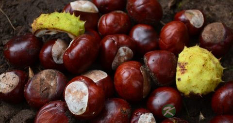 板栗的保存方法 板栗的保存方法