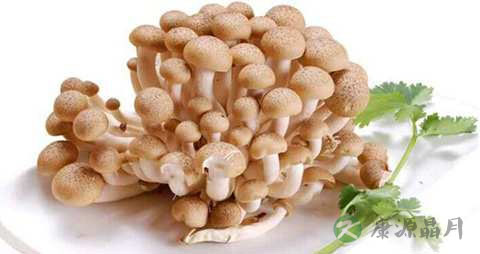 真姬菇的营养价值_吃真姬菇的好处 真姬菇的营养价值_吃真姬菇的好处