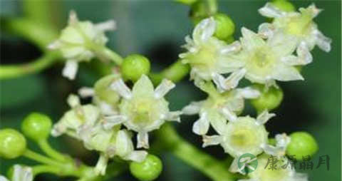 拐枣的营养价值_吃拐枣的好处