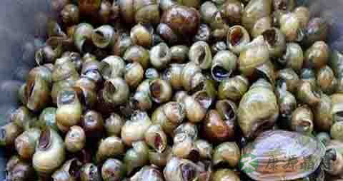 钢螺的营养价值_吃钢螺的好处