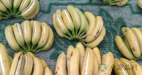 香蕉皮为什么会开裂
