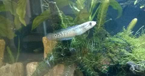 月鳢的营养价值_吃月鳢的好处 月鳢的营养价值_吃月鳢的好处