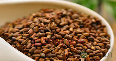 决明子的吃法_哪些人不能吃决明子