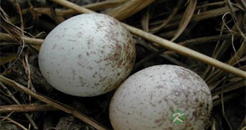 麻雀蛋的吃法_哪些人不能吃麻雀蛋