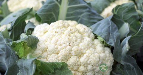 花菜一定要焯水吗 花菜一定要焯水吗