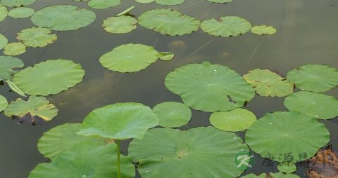 过夜的荷叶茶能喝吗