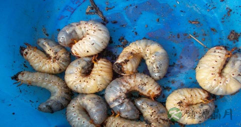 蝉蛹的营养价值_吃蝉蛹的好处