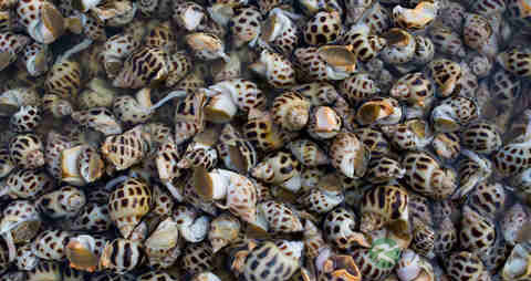 东风螺的营养价值_吃东风螺的好处