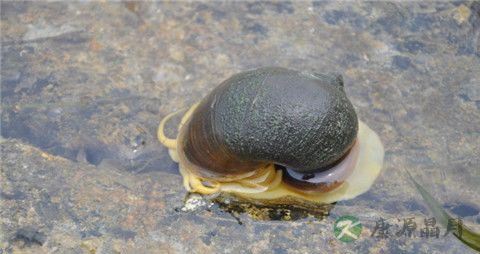 清明后的螺蛳为什么不能吃