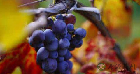 葡萄放冰箱能放多久