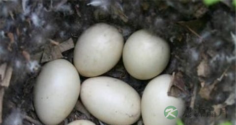 野鸭蛋的吃法_哪些人不能吃野鸭蛋